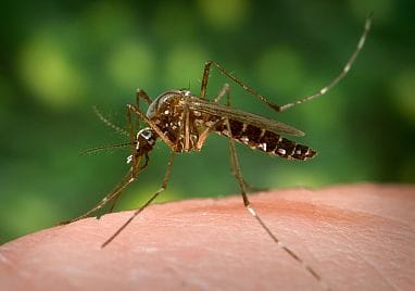 It’s Not Just You, Mosquitoes Are Getting Worse