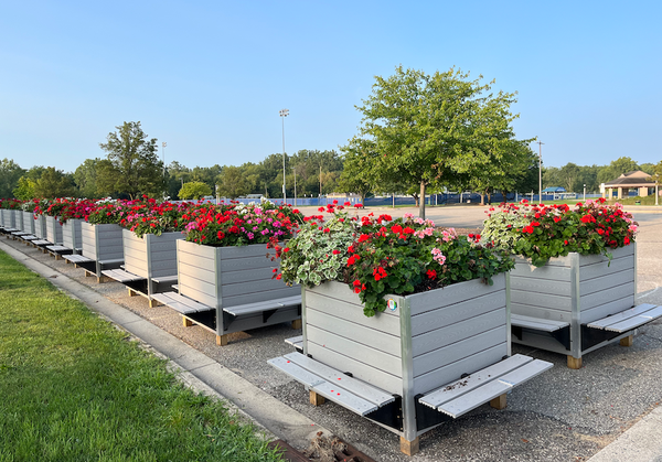 Free geraniums! Get 'em while they last!