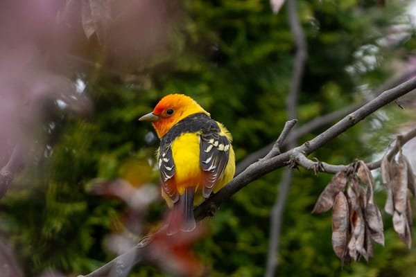 Rare Sighting Draws Flock of East Lansing Birders