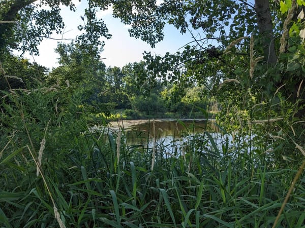 Invasion! East Lansing’s Fight Against Invasive Plants