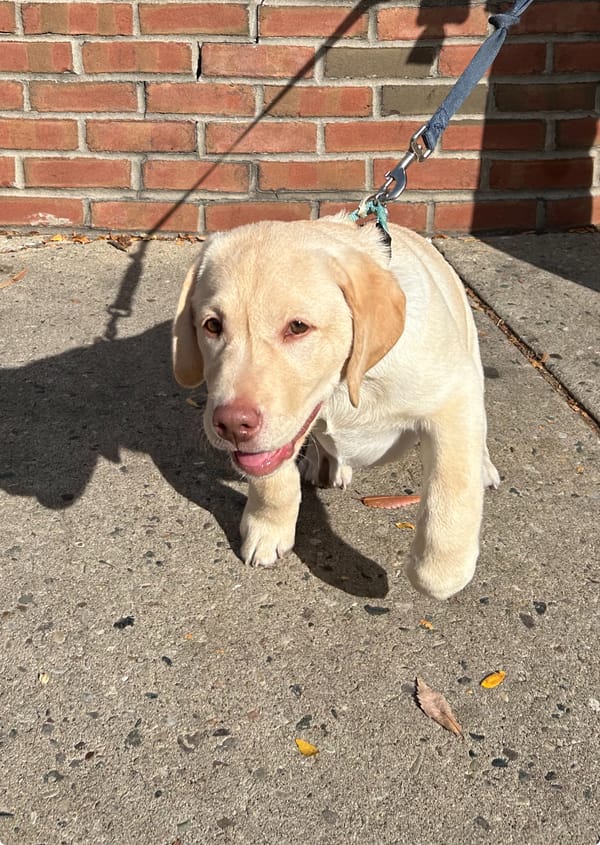 Ask ELi: Are Dogs Allowed on Restaurant Patios?